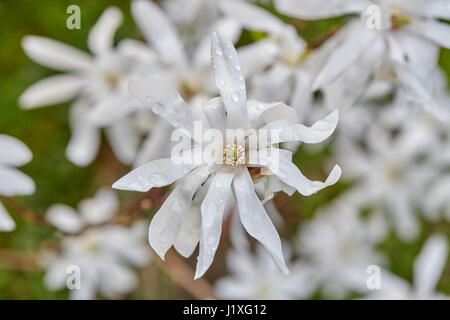 Sbocciare fiori di bianco albero di magnolia in primavera con gocce d'acqua Foto Stock