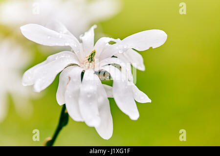 Sbocciare fiori di bianco albero di magnolia in primavera con gocce d'acqua Foto Stock