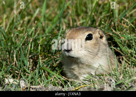 Coda nero cane della prateria provenienti dalla sua tana (Cynomys ludovicianus), Manitoba, Canada Foto Stock