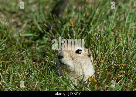 Coda nero cane della prateria provenienti dalla sua tana (Cynomys ludovicianus), Manitoba, Canada Foto Stock