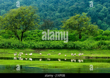 Vista del paesaggio del Pangthumai - un bellissimo villaggio di India Bangladesh ai limiti di norma a Gowainghat. Sylhet, Bangladesh. Foto Stock