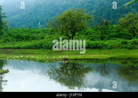 Vista del paesaggio del Pangthumai - un bellissimo villaggio di India Bangladesh ai limiti di norma a Gowainghat. Sylhet, Bangladesh. Foto Stock