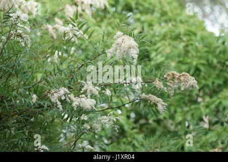 Sorbaria tomentosa var angustifolia Foto Stock