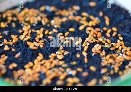 Il crescione semi germinare Foto Stock