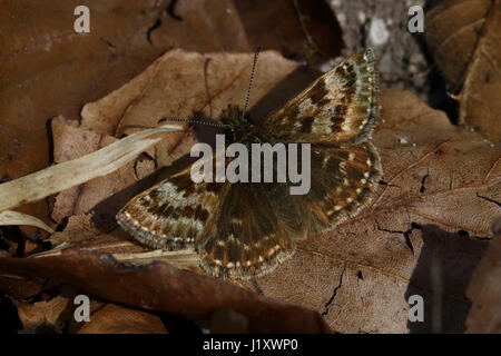 Squallido Skipper in appoggio sulla lamina Foto Stock