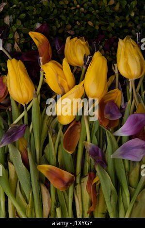 Vista ravvicinata di disposti i tulipani avvizzimento e decadendo Foto Stock