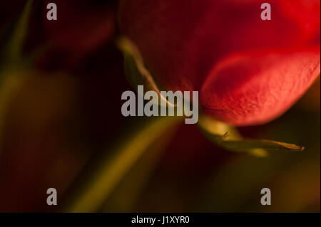 Spia della tenuta in caldo su le rose rosa close-up Foto Stock