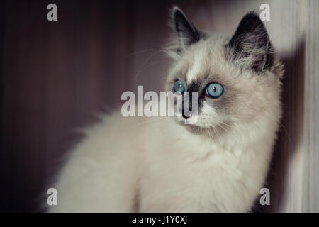 Close-up di gatto Ragdoll seduto e guardando lontano su legno scuro dello sfondo. Gatto con leggero strato, luminosi occhi blu e bianco posto sulla fronte. Foto Stock