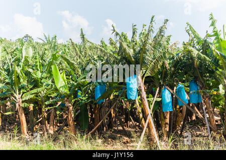 Alberi di banane closeup raccolti di frutta ricoperti in blu di sacchetti di plastica da uccelli scimmie in agriturismo planation/ Foto Stock