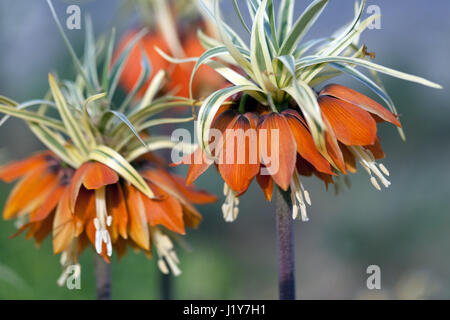 Corona imperiale, Fritillaria imperialis 'Aureomarginata' fiori di aprile Foto Stock