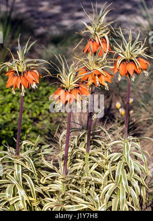 La corona imperiale, Fritillaria imperialis 'Aureomarginata' Foto Stock