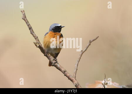 Maschi adulti Redstart comune Foto Stock