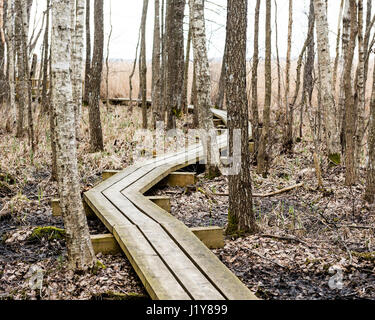 Passerella in legno nella torbiera in campagna circondata da una foresta Foto Stock