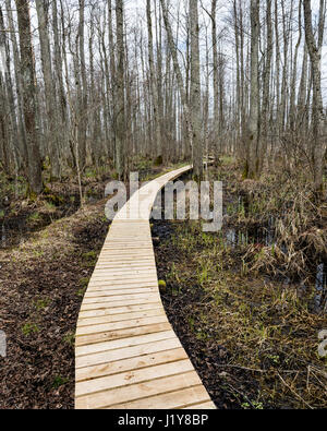 Passerella in legno nella torbiera in campagna circondata da una foresta Foto Stock