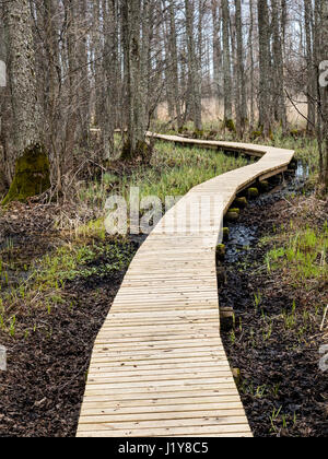 Passerella in legno nella torbiera in campagna circondata da una foresta Foto Stock