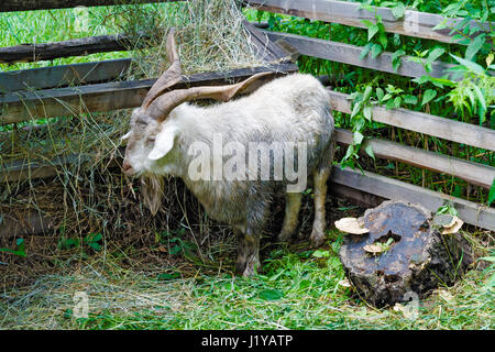 Soddisfatto capra nella penna in azienda Foto Stock
