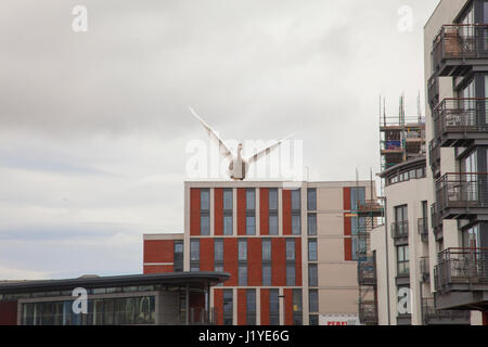 Swan volare al di sopra della Union Canal vicino a pedaggio Cross, Edimburgo, Scozia, Regno Unito. Foto Stock