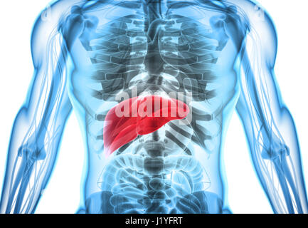 3D illustrazione del Fegato - parte del sistema digestivo. Foto Stock