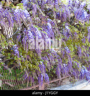 Viaggiare in Italia - fiori blu di pianta di glicine in giardino urbano nella città di Mantova in primavera Foto Stock