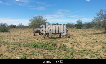 I rinoceronti grasing su un lato del paese in Sud Africa Foto Stock