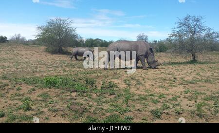 I rinoceronti grasing su un lato del paese in Sud Africa Foto Stock