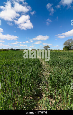 Ashton in Makerfield paesaggi aprile 2017, mostra varie spazio aperto,i campi e il cielo in un giorno di sole Foto Stock