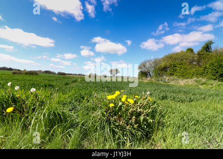 Ashton in Makerfield paesaggi aprile 2017, mostra varie spazio aperto,i campi e il cielo in un giorno di sole Foto Stock