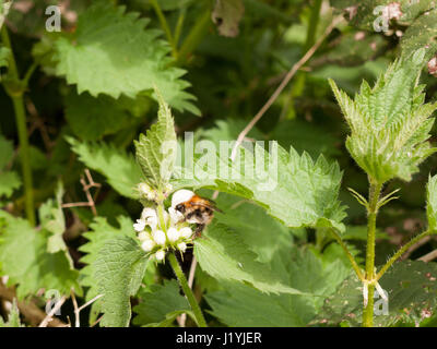 Un grande Bumble Bee fino in prossimità e in vista nitida e chiara e trasparente con la sua testa bloccata tutto il modo in un punto morto di ortica testa di fiori e di aspirare e eati Foto Stock