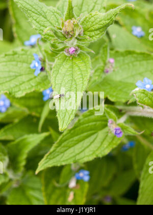Un volo in appoggio sul bordo di una grande foglia verde di texture e di dettagli non si muove il nero di insetti e di bug con piccoli occhi blu e piccoli fiori in backgro Foto Stock
