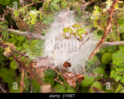 Un bianco spider web web di seta pieno di ghiaccio e le bolle di acqua dopo una pioggia pour verso il basso su un umido nuvoloso giorno di primavera con ramoscelli e foglie in luce Foto Stock