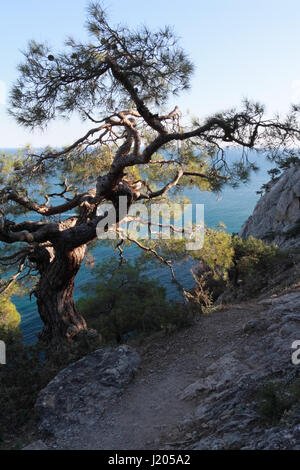 Scenario di Crimea con un vecchio albero di ginepro crescente sul ciglio della scogliera in riserva Noviy Svet Foto Stock