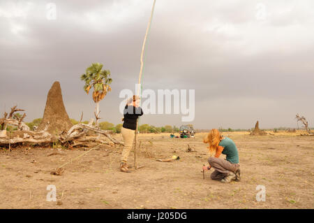 Rilevamenti topografici pipistrelli nel Liwonde National Park, Malawi Foto Stock