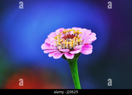 Pink aster della cina su sfondo blu. Foto Stock