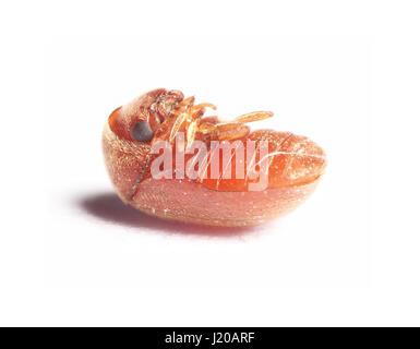 Pane smerigliatrice. Mangiare nelle case di cereali, farina e pane. Foto nella macro scala mediante il metodo di impilamento Foto Stock