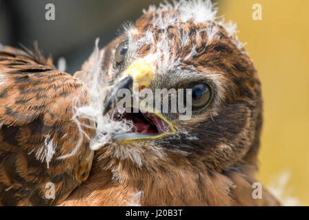 Ritratto di giovane Montagu's Harrier Foto Stock