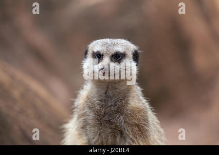 Ritratto di meerkat guardare dritto verso la fotocamera con un sorriso sul suo viso Foto Stock