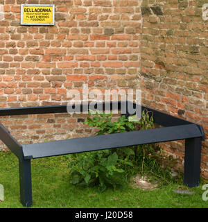 Atropa belladonna Belladonna pianta velenosa che cresce in Glenfield Lodge Park con un cartello di segnalazione sopra, Leicester, England, Regno Unito Foto Stock