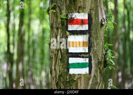 Rosso, giallo e verde cartello turistico sulla struttura della foresta Foto Stock