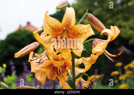 Il Lilium superbum, di Turk della PAC GIGLI Foto Stock