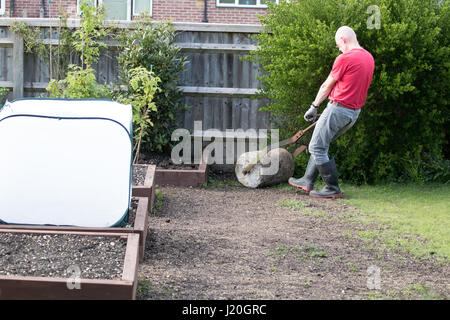 Giardiniere amatoriale negli anni cinquanta il rotolamento di un prato che è stato recentemente seminato e top vestito con il terreno Foto Stock