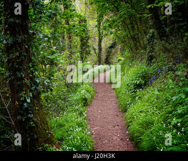 GB - DEVON: Sentiero costiero lungo Torbay vicino Anstey's cove Foto Stock