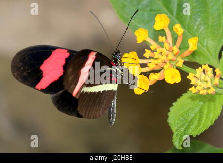 Mexican / Sud Americano rosso o piccoli portalettere Butterfly (Heliconius erato) alimentazione su un esotico fiore tropicale. Foto Stock