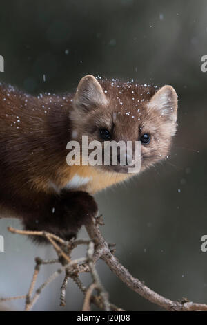 Martora / Baummarder / Fichtenmarder ( Martes americana ) in inverno, close-up di un simpatico animale giovane di arrampicata in un albero, Yellowstone NP, STATI UNITI D'AMERICA. Foto Stock