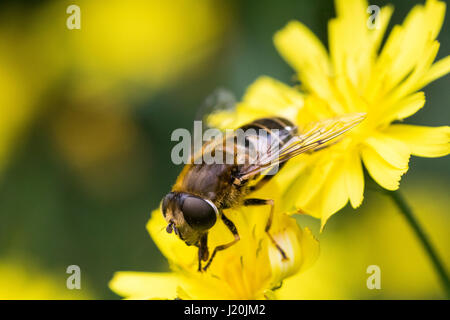 Close-Up testa e torace Dettaglio di un Drone Hoverfly (Eristalis tenax) poggiante su un ranuncolo. Foto Stock