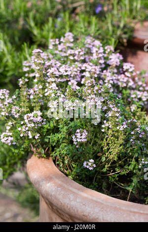 Thymus vulgaris. Porlock Il timo cresce in una pentola. Foto Stock