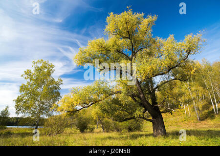 Una grande diffusione di acacia contro il cielo blu Foto Stock
