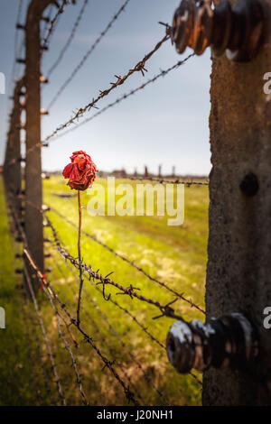 Asciugare è salito sul filo spinato nel campo di concentramento di Auschwitz Birkenau, Polonia Foto Stock