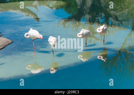 Flamingo riflessi al regno animale e Disney World Florida Foto Stock