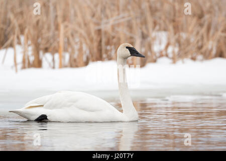 Trumpeter Swan / Trompeterschwan ( Cygnus buccinatore ) in inverno, nuoto lungo una coperta di neve riva di un fiume, Grand Teton NP, STATI UNITI D'AMERICA. Foto Stock