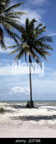 Le palme sulla spiaggia di Ilha Atalaia, Praia da Costa, Canavieiras, Bahia, Brasile, Sud America Foto Stock